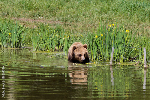 Braunbär - Ursus arctos © rudiernst