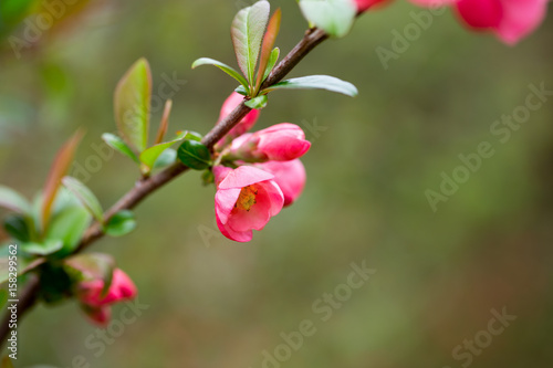 Cherry blossom in spring for background.