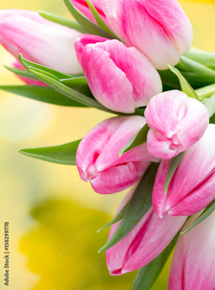 Spring flowers. Tulip bouquet on the bokeh background. Spring flowers. Tulip bouquet on the bokeh background.