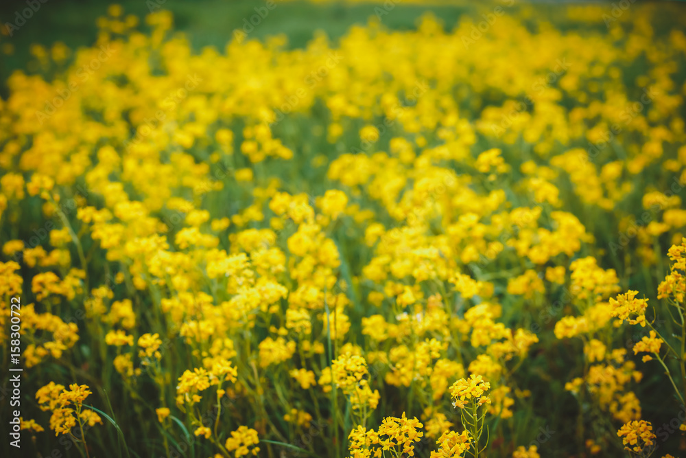 Beautiful yellow flowers on a bokeh background. Yellow summer meadow flowers Beautiful yellow flowers on a bokeh background. Yellow summer meadow flowers