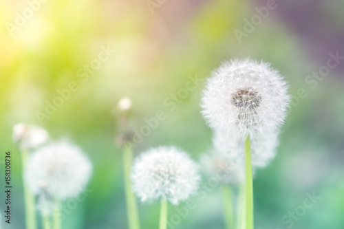 Delicate dandelions on a beautiful background . Dandelions with sunlight. Selective focus.