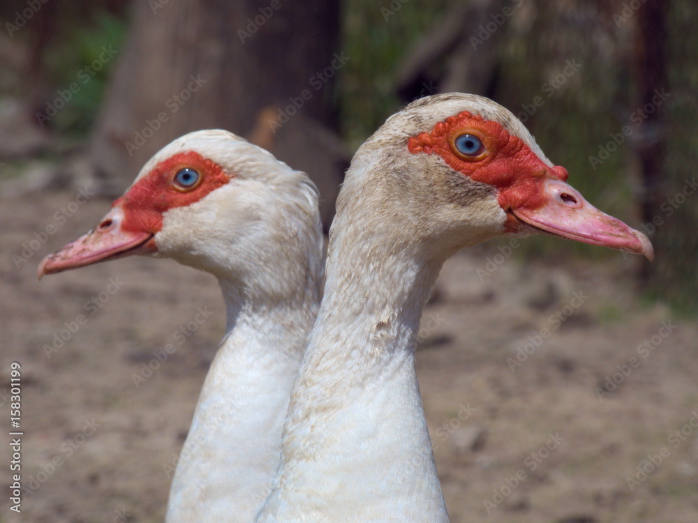 Duck Females Two Heads Abstract Duck Females Two Heads Abstract