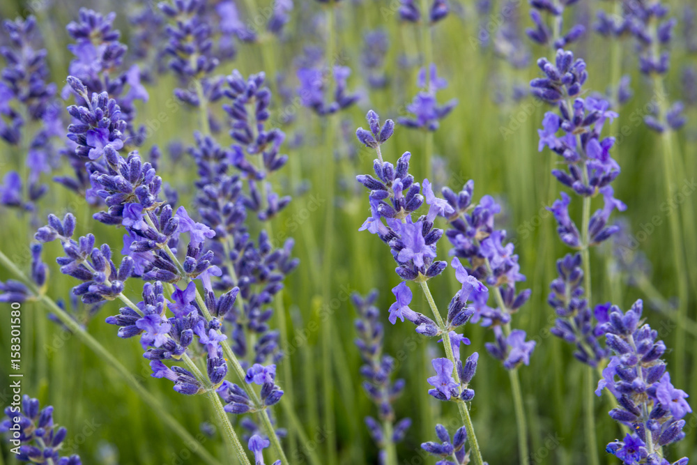 Lavender fields in Hungary near Lake Balaton Lavender fields in Hungary near Lake Balaton