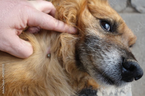 Help clean ticks from dogs.