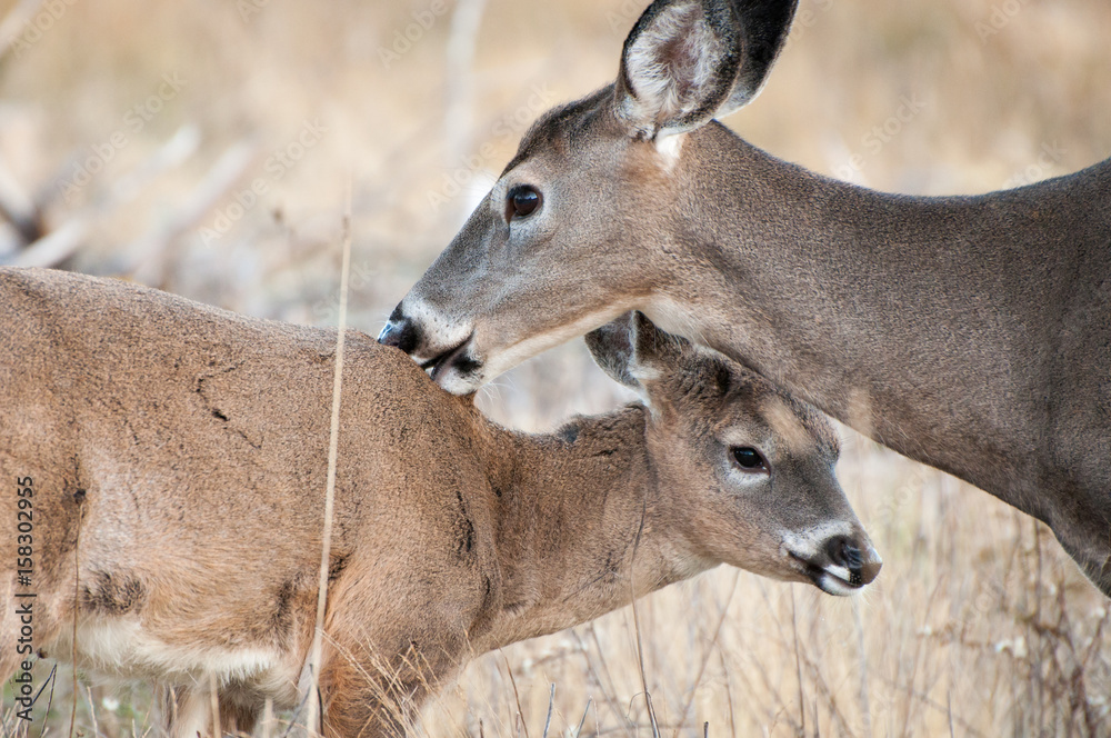 Fototapeta premium a mother deer licks fawn