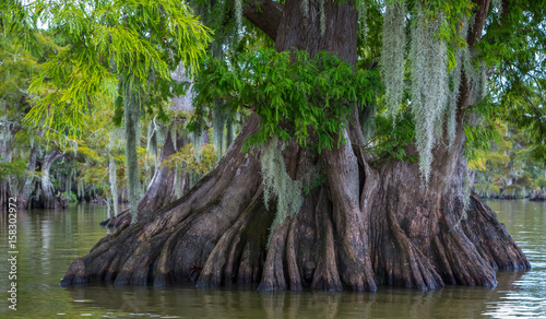 Big Cypress In Lake photo