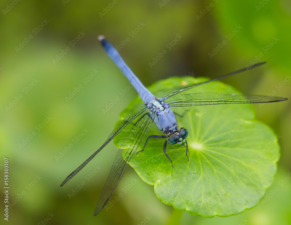 Fototapeta premium Blue Dragonfly On Green