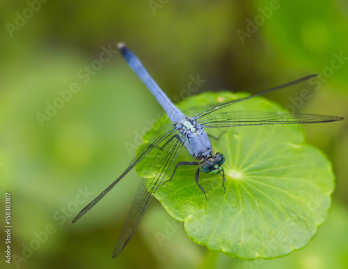 Blue Dragonfly On Green © Sherry