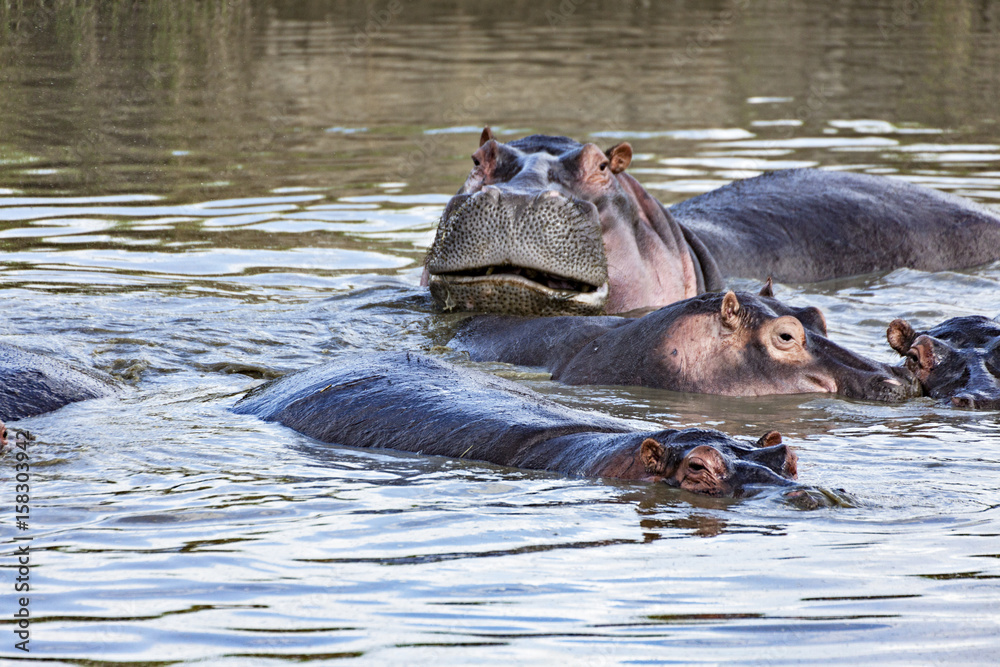 Fototapeta premium Grumpy Hippo