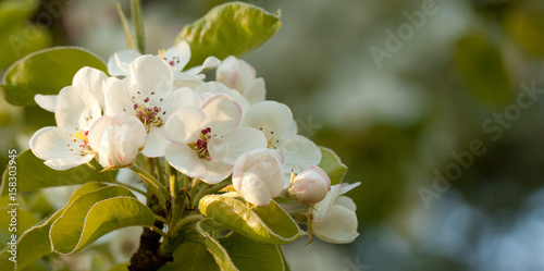 Pear branches with white beautiful flowers