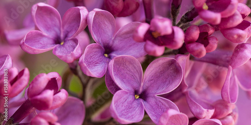 Beautiful lilac flowers of lilac, macro © guppys