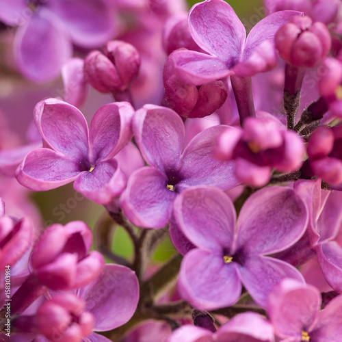 Beautiful lilac flowers of lilac, macro