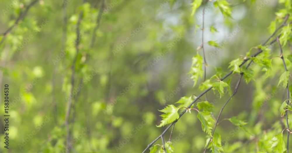 pan shot of birch betula dalecarlica leaves sways in spring day, 4k 60fps prores footage pan shot of birch betula dalecarlica leaves sways in spring day, 4k 60fps prores footage