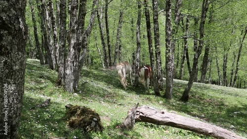 Cavalli selvaggi nel Parco Nazionale del Cilento e Vallo di Diano; Wild horses photo