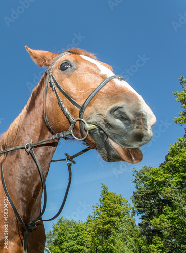horse tongue © Aldas