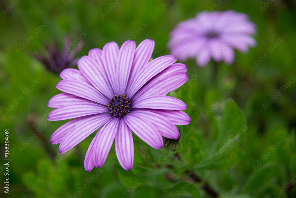 Flower with Purple Petals
