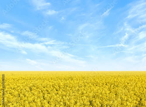 Blue sky, sun and yellow canola field.