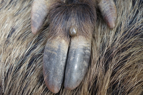 Ticks on the wool of a wild pig. Ixodes ricinus. photo