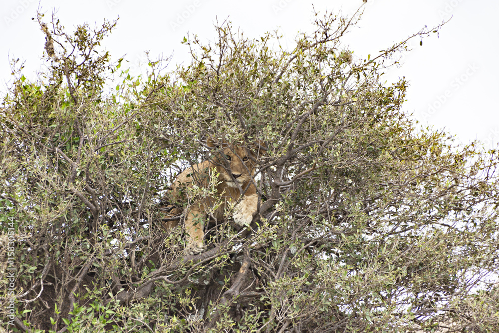 Obraz premium Lion in a Tree