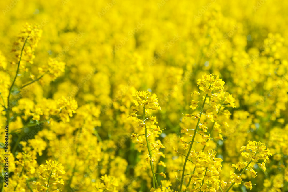 Field of yellow flowers. Summer,spring , Sunny background
Field of yellow flowers. Summer,spring , Sunny background