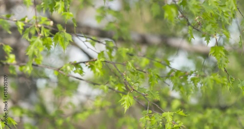 pan shot of birch betula dalecarlica leaves sways in spring day, 4k 60fps prores footage photo