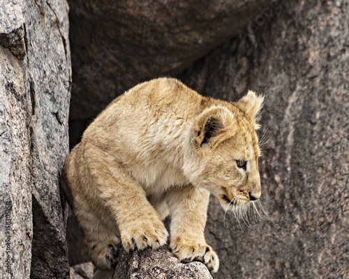 Lion Cub in Cave