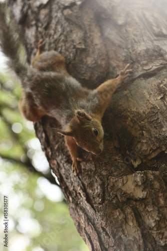 Reddish-brown furry squirrel feeding. Tree squirrel eating nuts. Small rodent with its food. Slight motion blur. © dark_okami