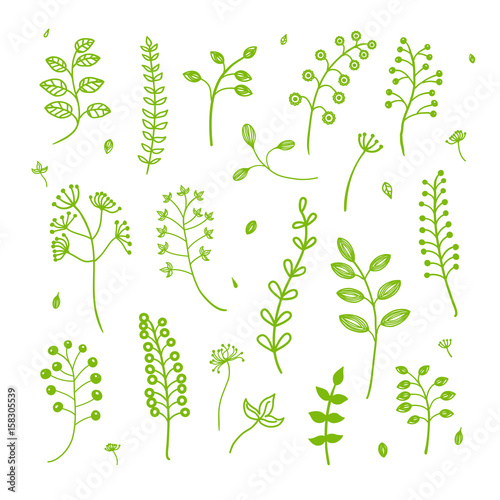 Handmade drawing set of herbs elements