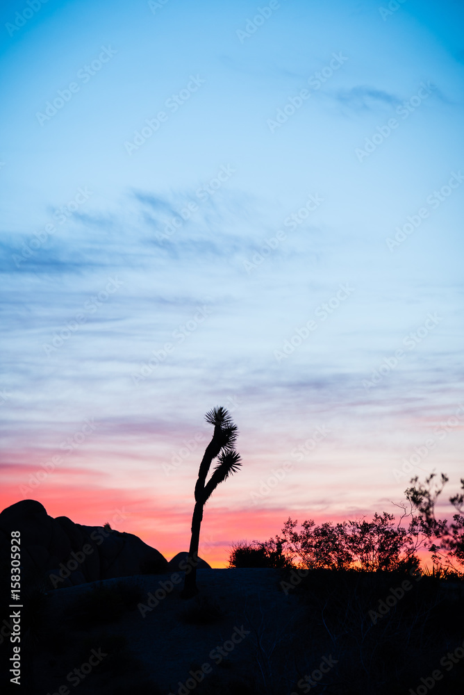 Joshua Tree back lit by colorful desert sunrise at Joshua Tree National Park in southern California.
