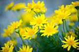 Yellow wildflowers during the spring bloom in the California desert.