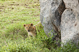Lion Cub On The Prowl