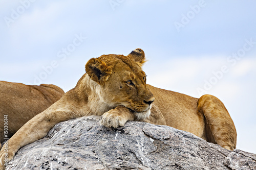 Lion Thinking On A Rock