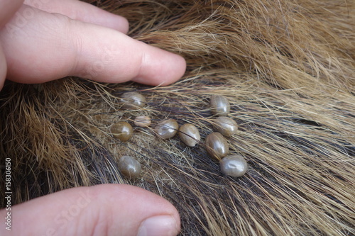 Ticks on the wool of a wild pig. Ixodes ricinus.