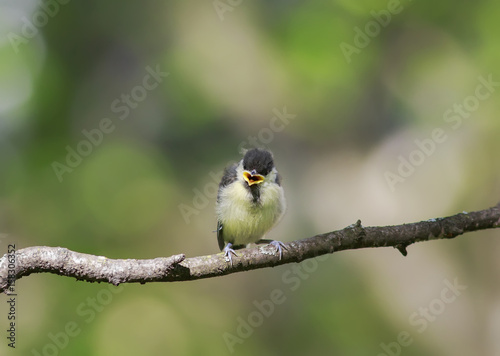 little chick tit sitting on a branch widely opened the beak in the spring Park