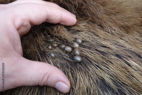 Ticks on the wool of a wild pig. Ixodes ricinus.