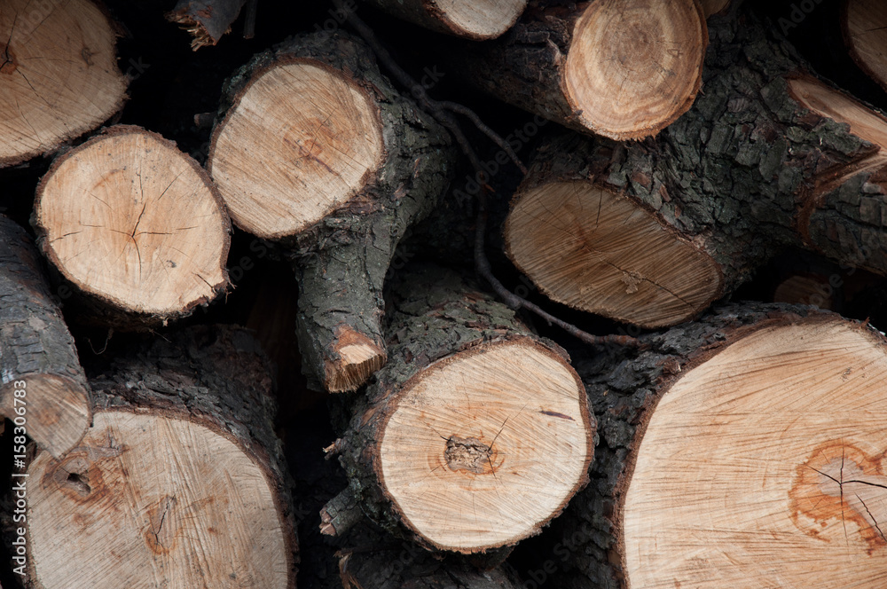 Heap of cut wood timber. Closeup