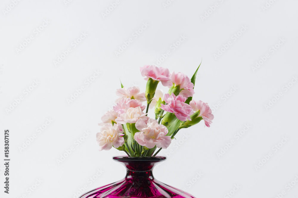 Blossom pink spray carnation flower in vase Blossom pink spray carnation flower in vase