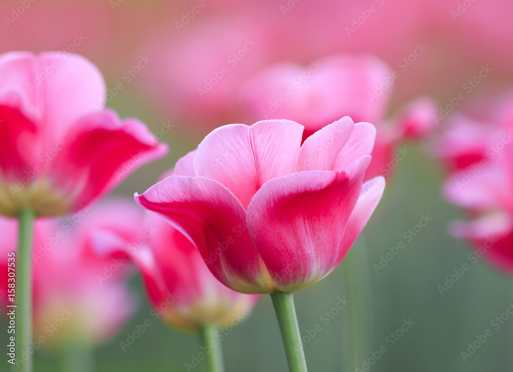many pink flowers tulips growing in spring garden many pink flowers tulips growing in spring garden