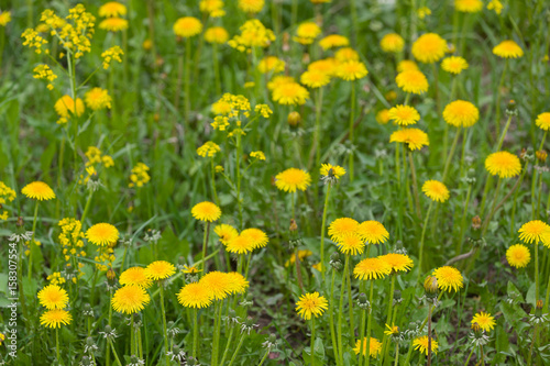 Yellow blooming dandelions. Bright flowers dandelions on background of green spring meadow