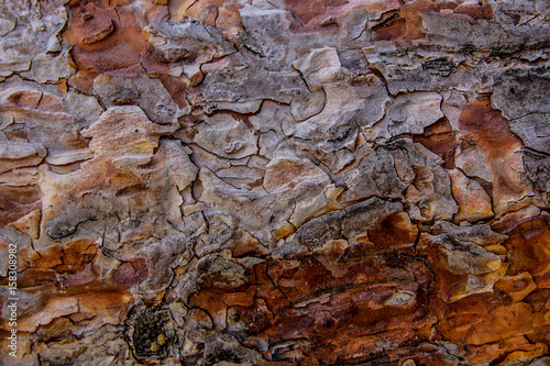 Pine tree bark, Latvia