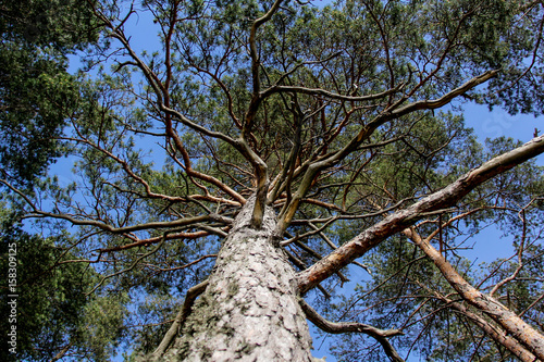 pine tree , Latvia