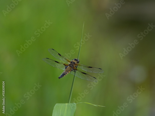 Vierflecklibelle - dragonfly