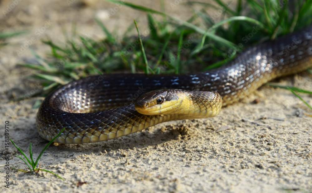 Naklejka premium Äskulapnatter