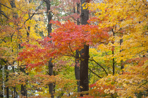 Autumn Colors at Indiana University