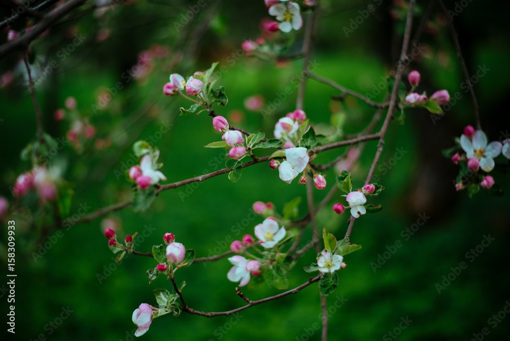 spring flowers spring flowers