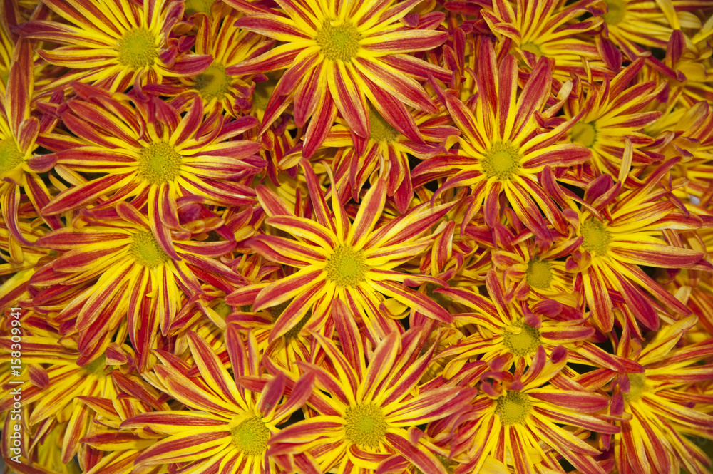 Obraz premium Red and Yellow Daisies