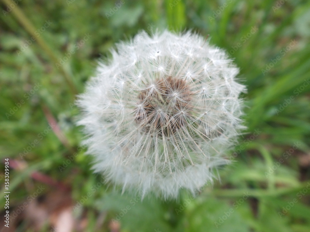 Pusteblume Pusteblume