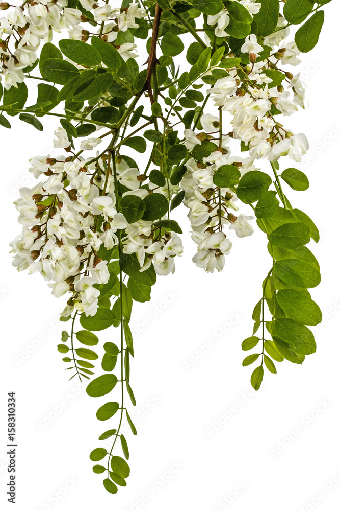 Obraz premium Blossoming acacia with leafs, isolated on white background