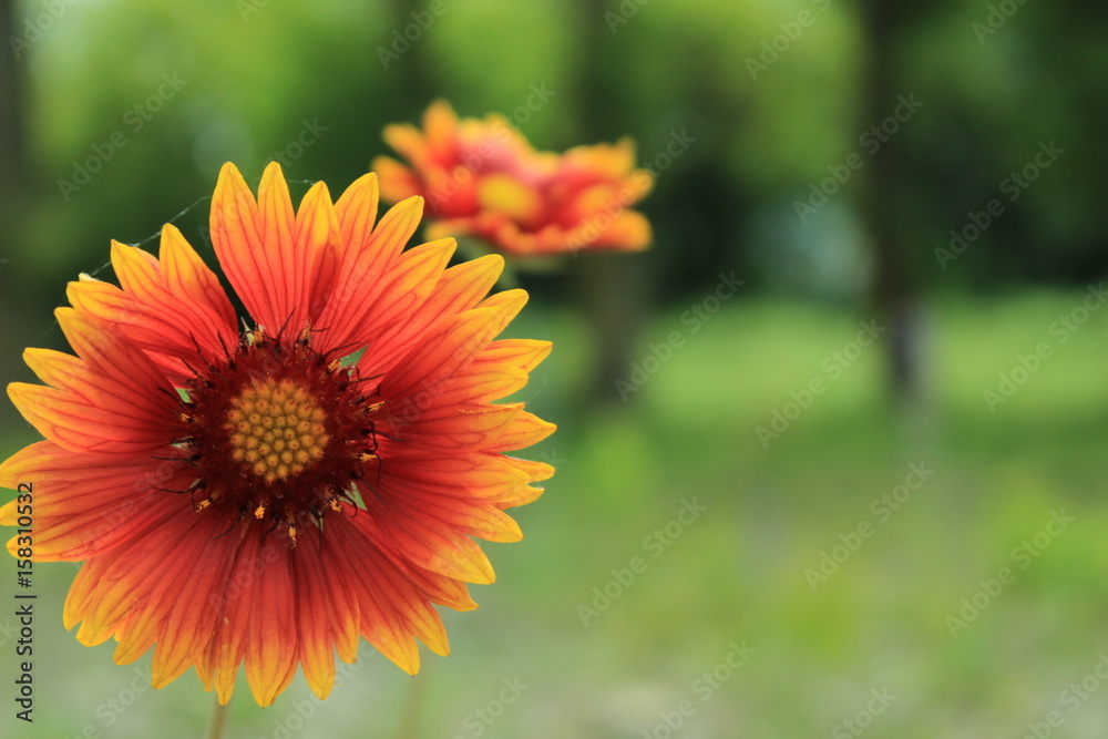 Flower Flower