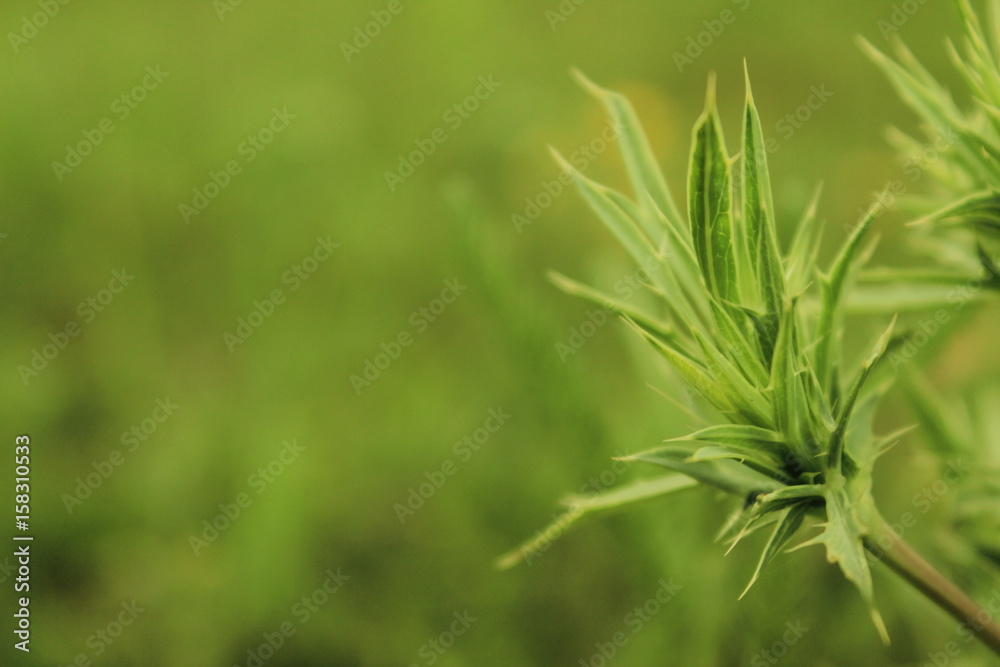 Grass